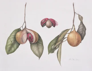 Noix de muscade (Myristica fragrans)